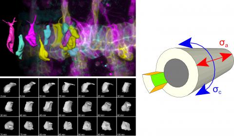 Tubular cell shapes