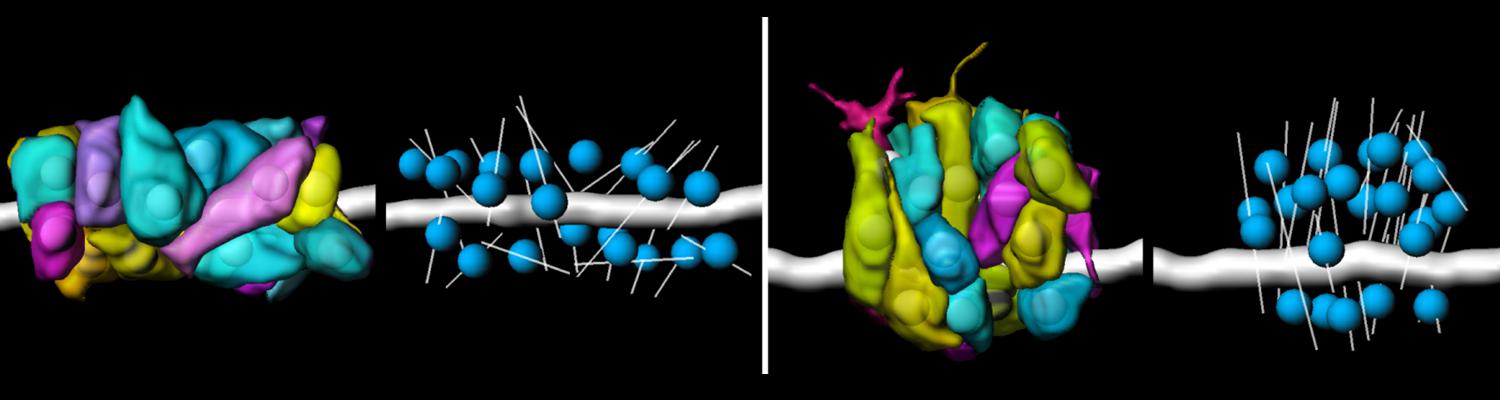 segmented cells